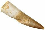 Fossil Plesiosaur (Zarafasaura) Tooth - Morocco #296356-1